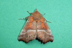 Scoliopteryx libatrix - Herald - Kirk Smeaton