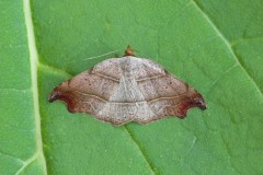 Laspeyria flexula - Beautiful Hook-tip, Austerfield.