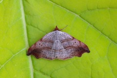 Laspeyria flexula - Beautiful Hook-tip, Austerfield.