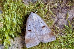 Lygephila pastinum - The Blackneck, Austerfield.