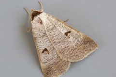 Lygephila pastinum - The Blackneck, Austerfield.