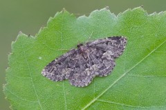 Parascotia fuliginaria - Waved Black, Austerfield.