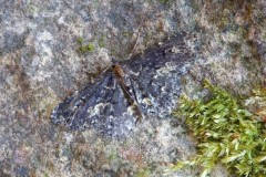 Parascotia fuliginaria - Waved Black, Austerfield.