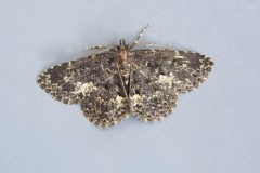 Parascotia fuliginaria - Waved Black, Austerfield.