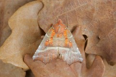 Scoliopteryx libatrix - The Herald, Austerfield.