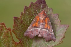 Scoliopteryx libatrix - The Herald, Austerfield.