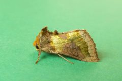 Diachrysia chrysitis - Burnished Brass form juncta - Kirk Smeaton