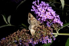 Autographa gamma - Silver Y -  Kirk Smeaton