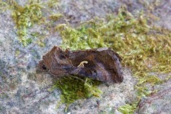 Autographa gamma - Silver Y, Austerfield.