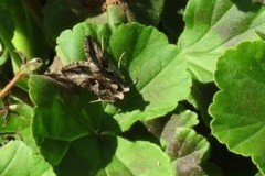 Autographa gamma - Silver Y, Brodsworth Hall