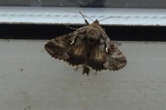 Autographa gamma - Silver Y, Cusworth Lane, Doncaster