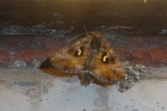 Autographa gamma - Silver Y (brown colour form) and Bryophila domestica - Marbled Beauty, Cusworth Lane, Doncaster