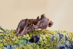 Autographa jota - Plain Golden Y, Austerfield.