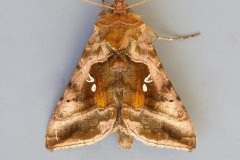 Autographa jota - Plain Golden Y, Austerfield.