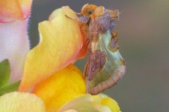 Diachrysia chrysitis - Burnished Brass, Austerfield.