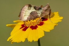 Diachrysia chrysitis - Burnished Brass, Austerfield.