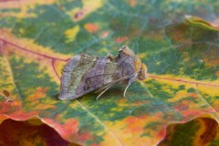 Diachrysia chrysitis f.chrysitis - Burnished Brass, Austerfield.