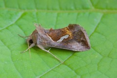 Macdunnoughia confusa - Dewick’s Plusia, Austerfield.