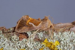 Macdunnoughia confusa - Dewick’s Plusia, Austerfield.