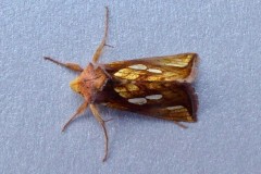 Plusia festucae -  Gold Spot, Intake, Doncaster