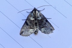 Abrostola tripartita -  Spectacle, Intake, Doncaster