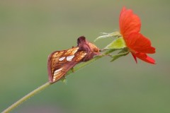 Plusia festucae - Gold Spot, Austerfield.