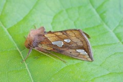 Plusia putnami - Lempke’s Gold Spot, Austerfield.