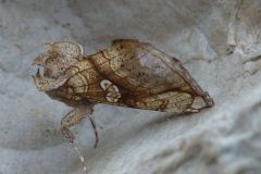 Polychrysia moneta - Golden Plusia, Owston