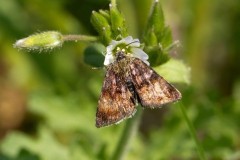 Panemeria tenebrata - Small Yellow Underwing, Austerfield.