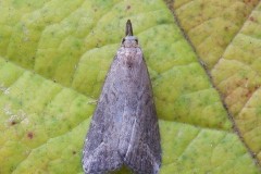 Schrankia costaestrigalis - Pinion-streaked Snout, Austerfield.