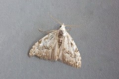 Nola confusalis - Least Black Arches, Woodside Nurseries, Austerfield.