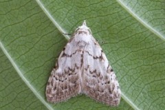 Nola confusalis - Least Black Arches, Woodside Nurseries, Austerfield.