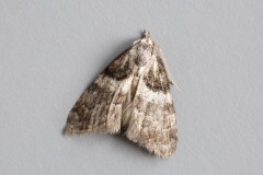 Nola cucullatella - Short-cloaked Moth, Woodside Nurseries, Austerfield.