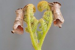 Clostera curtula - Chocolate-tip, Woodside Nurseries, Austerfield.