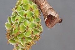 Clostera curtula - Chocolate-tip, Woodside Nurseries, Austerfield.