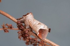 Clostera curtula - Chocolate-tip, Woodside Nurseries, Austerfield.