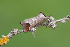 Clostera curtula - Chocolate-tip, Woodside Nurseries, Austerfield.