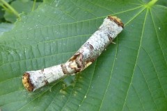 Phalera bucephala -  Buff-tip (mating), Intake, Doncaster.