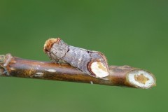 Phalera bucephala - Buff-tip, Woodside Nurseries, Austerfield.