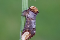 Phalera bucephala - Buff-tip, Woodside Nurseries, Austerfield.