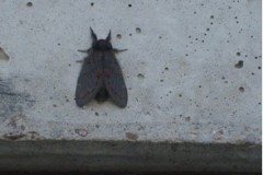 Notodonta dromedaries - Iron Prominent, Cusworth Lane, Doncaster