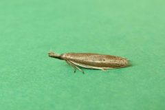 Pleurota bicostella. - Hatfield Moors