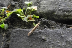 Plutella xylostellla- Diamond-back Moth, Anston