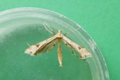 Platyptilia gonodactyla - Triangle Plume - Kirk Smeaton,