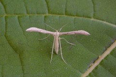 Hellinsia carphodactyla - Citron Plume, Woodside Nurseries, Austerfield.