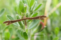 Marasmarcha lunaedactyla, - Crescent Plume, Thorne Moor