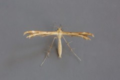 Crombrugghia laetus - Scarce Light Plume, Woodside Nurseries, Austerfield.