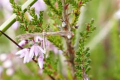 Buckleria paludum - Sundrew Plume Moth, Thorne Moor