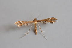 Capperia britanniodactylus - Wood Sage Plume, Woodside Nurseries, Austerfield.