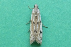 Phycitodes binaevella - Kirk Smeaton